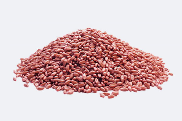 Wheat seeds treated with Ipconazole