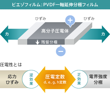 ピエゾフィルム：PVDF一軸延伸分極フィルム