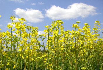 Rapeseed field