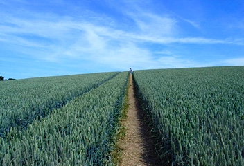 Wheat field