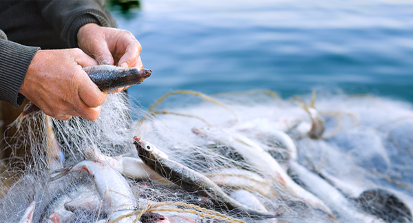 Fishery